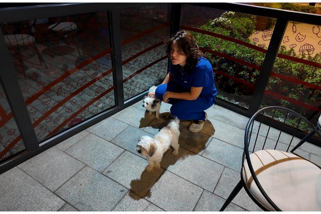 kedi ve köpek endoskopi maltepe papyon veteriner 10