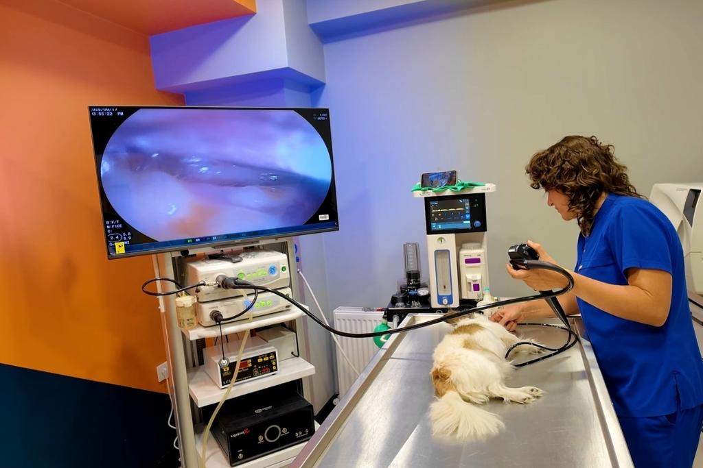kedi ve köpek endoskopi maltepe papyon veteriner 3