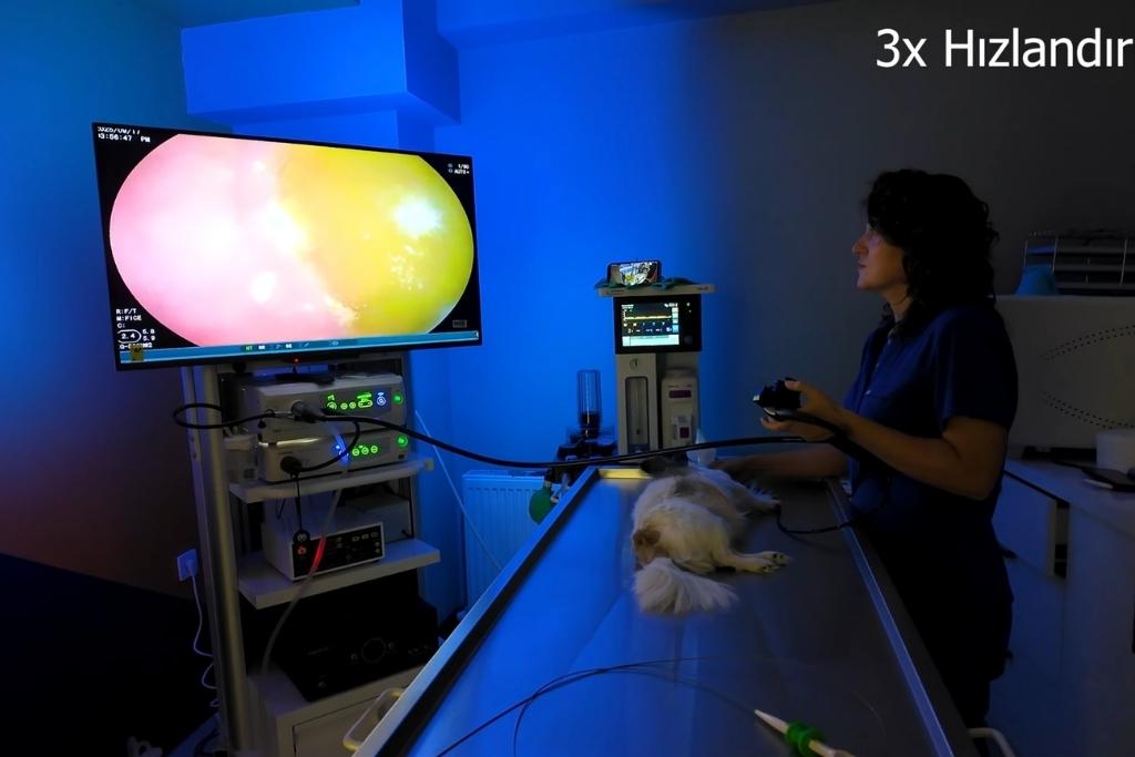 kedi ve köpek endoskopi maltepe papyon veteriner 4