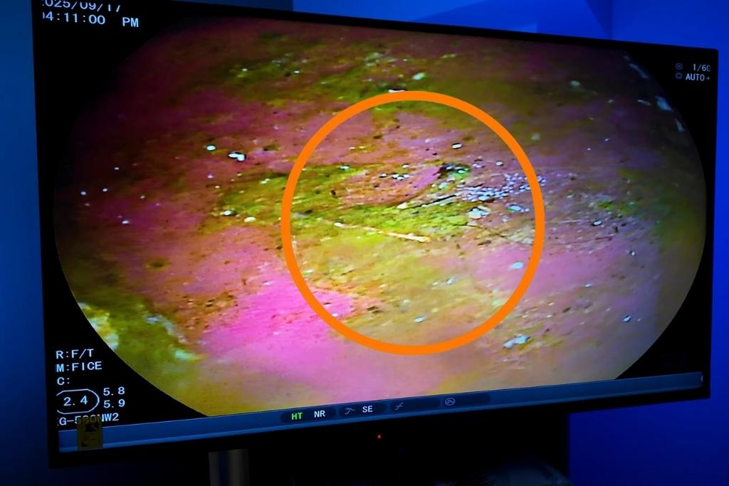 kedi ve köpek endoskopi maltepe papyon veteriner 5