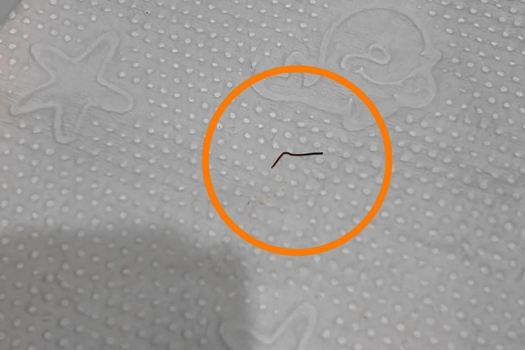 kedi ve köpek endoskopi maltepe papyon veteriner 7