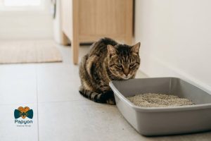 kedilerde ishal tedavisi için maltepe veteriner papyon