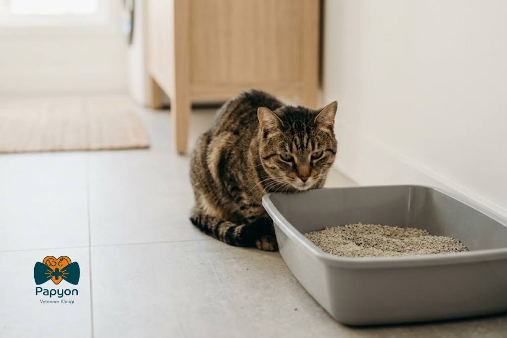 kedilerde ishal tedavisi için maltepe veteriner papyon